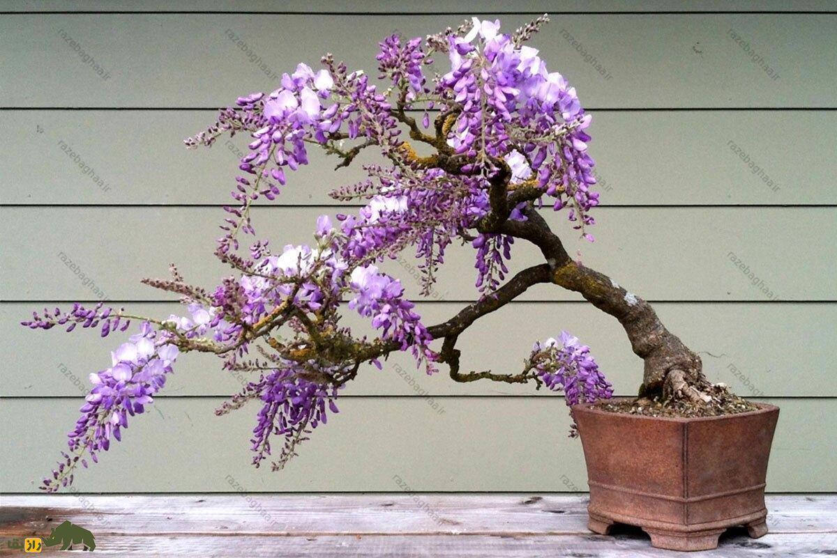 وستریا فلوربوندای؛ زیباترین گیاه جهان که زنان ژاپنی با آن شوهر خیانتکار خود را می‌کشتند!