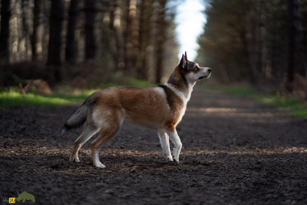 سگ نروژی لونداهاند؛ سگ وایکینگها که استاد بالارفتن از صخره و شکار پرندگان است سگ نروژی لونداهاند؛ سگ وایکینگها که استاد بالارفتن از صخره و شکار پرندگان است