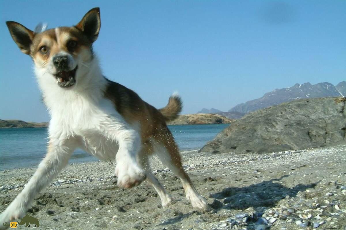 سگ نروژی لونداهاند؛ سگ وایکینگها که استاد بالارفتن از صخره و شکار پرندگان است سگ نروژی لونداهاند؛ سگ وایکینگها که استاد بالارفتن از صخره و شکار پرندگان است