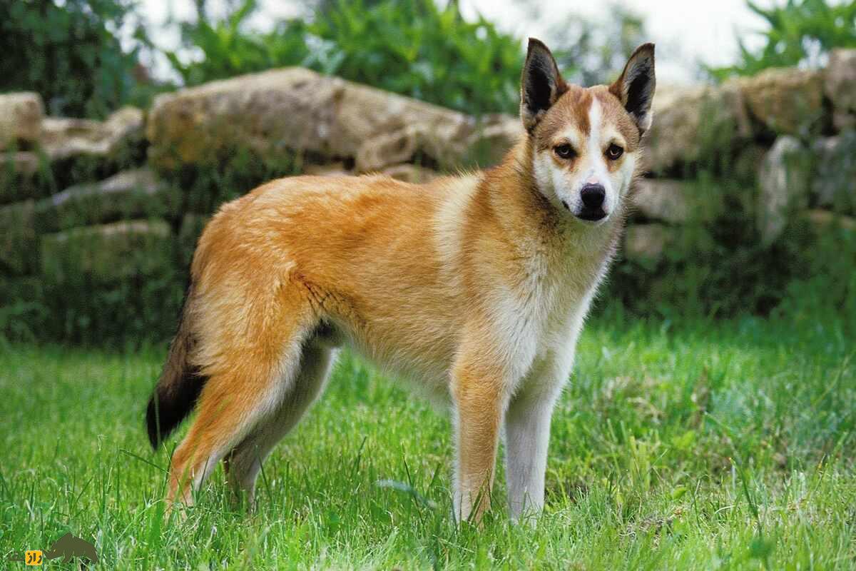 سگ نروژی لونداهاند؛ سگ وایکینگها که استاد بالارفتن از صخره و شکار پرندگان است سگ نروژی لونداهاند؛ سگ وایکینگها که استاد بالارفتن از صخره و شکار پرندگان است