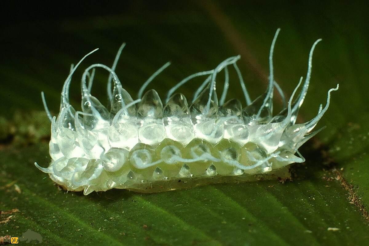 هزارپای جواهرنشان؛ زیباترین حشره جهان که ظاهری شگفتانگیز شبیه شیرینی و پاستیل دارد! هزارپای جواهرنشان؛ زیباترین حشره جهان که ظاهری شگفتانگیز شبیه شیرینی و پاستیل دارد!