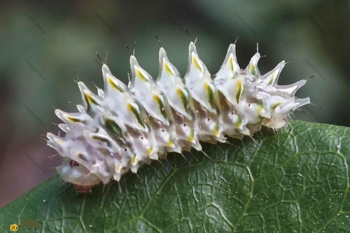 هزارپای جواهرنشان؛ زیباترین حشره جهان که ظاهری شگفتانگیز شبیه شیرینی و پاستیل دارد! هزارپای جواهرنشان؛ زیباترین حشره جهان که ظاهری شگفتانگیز شبیه شیرینی و پاستیل دارد!