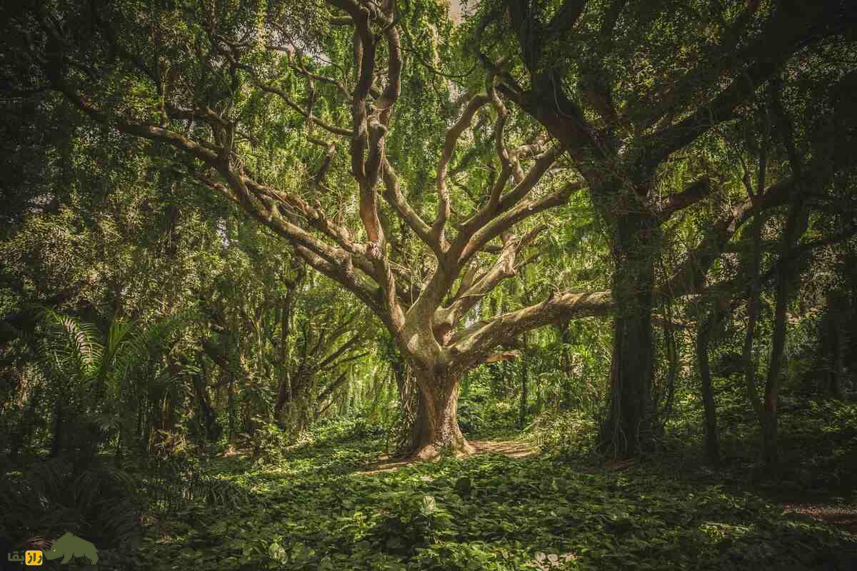 کشف بزرگ و عجیب دانشمندان؛ گیاهان توانایی فکر کردن دارند! درخت بزرگی وسط جنگل سبز