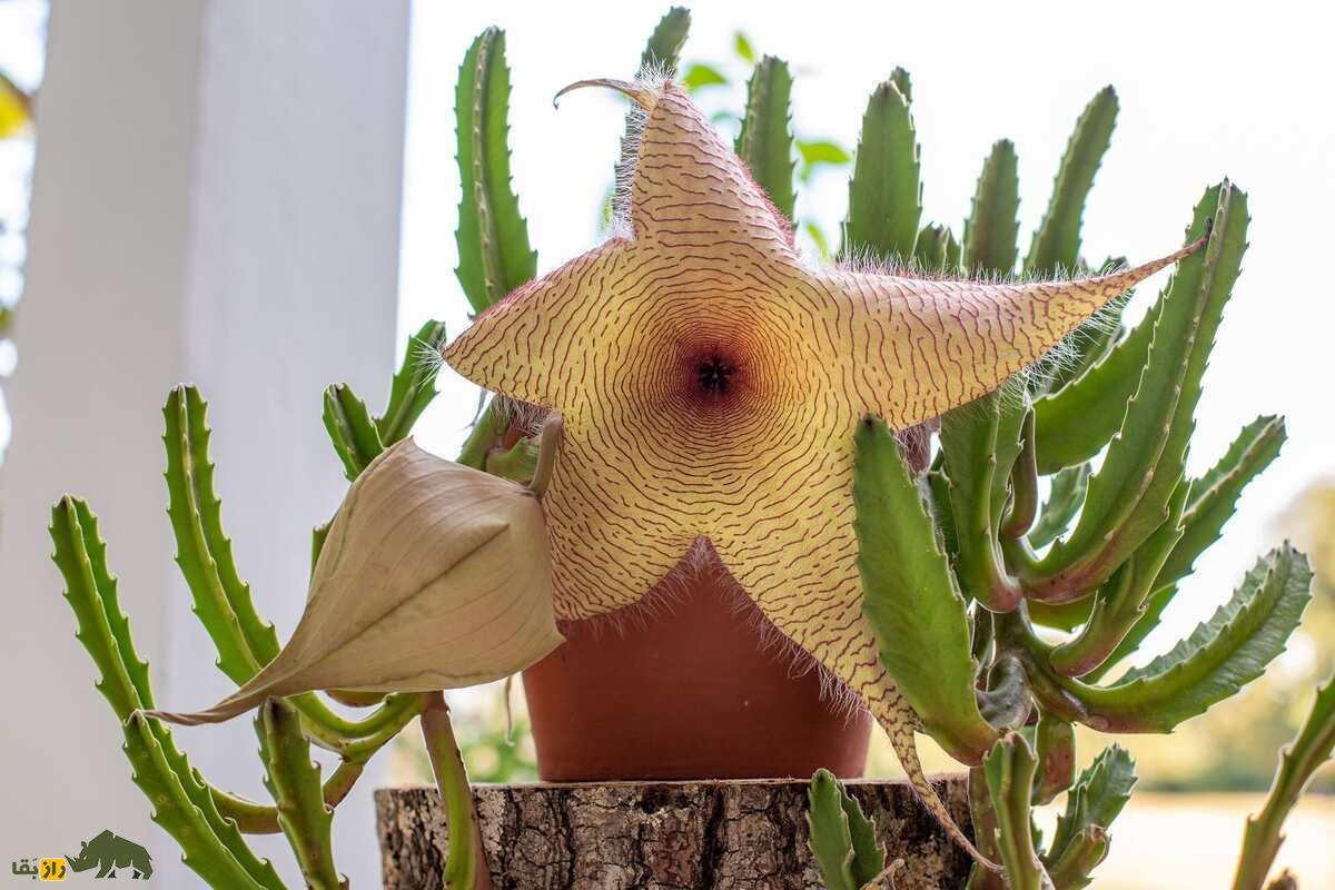کشف بزرگ و عجیب دانشمندان؛ گیاهان توانایی فکر کردن دارند! گیاه قورباغهای غولآسا (Stapelia gigantea)