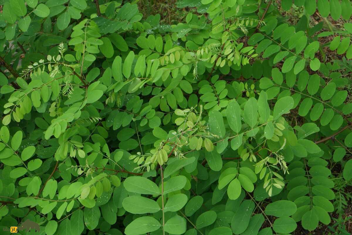 کشف بزرگ و عجیب دانشمندان؛ گیاهان توانایی فکر کردن دارند! Robinia یا گیاه اقاقیا