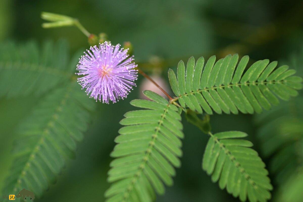 کشف بزرگ و عجیب دانشمندان؛ گیاهان توانایی فکر کردن دارند! گیاه میموسا یا قهر و آشتی (Mimosa pudica)