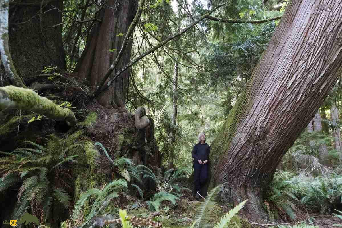 کشف بزرگ و عجیب دانشمندان؛ گیاهان توانایی فکر کردن دارند! زنی در جنگل کنار یک تنه درخت بزرگ