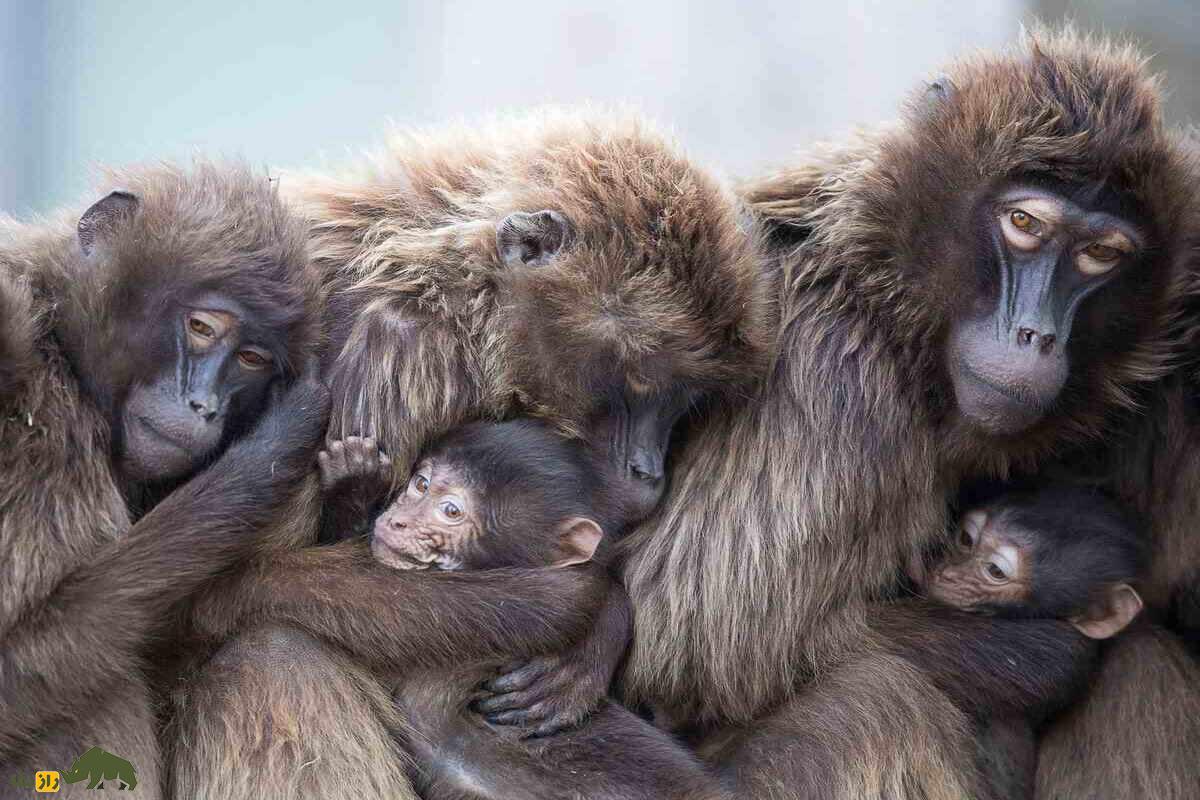 آیا حیوانات مرگ، غم و اندوه را میفهمند؟ چند بابون درحال سوگواری