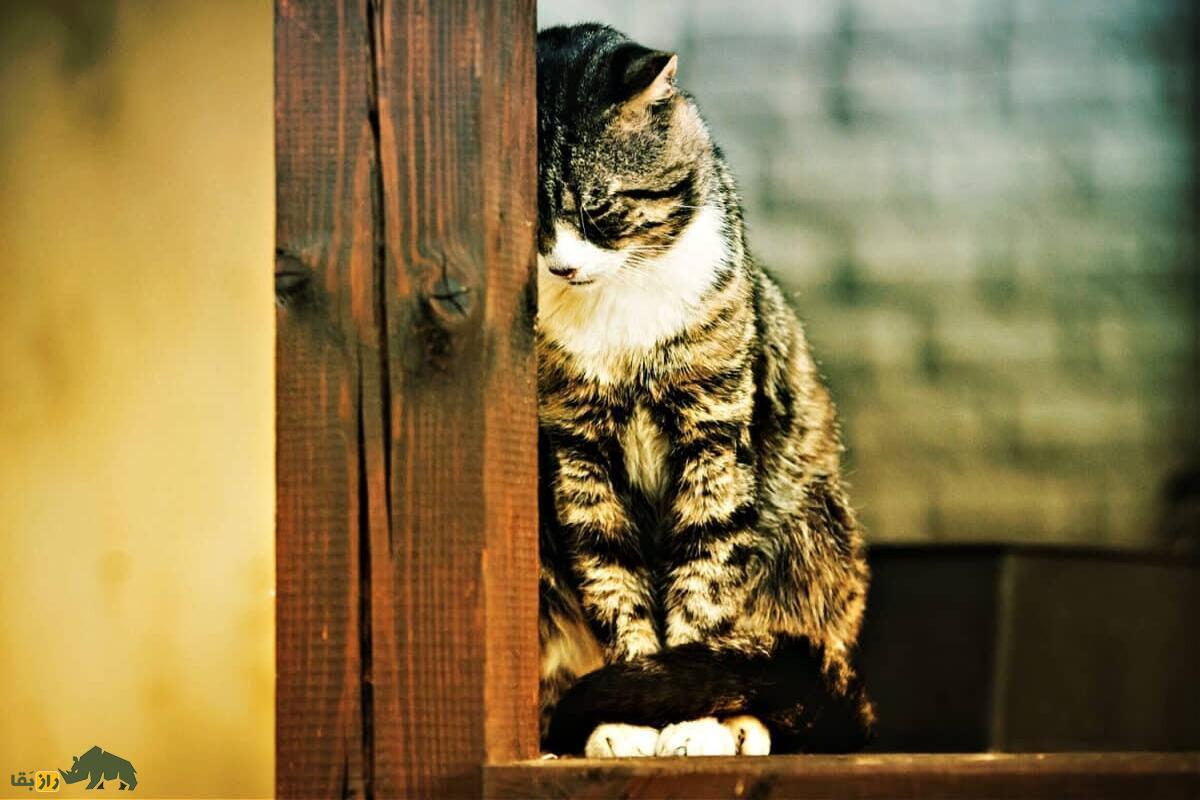 آیا حیوانات مرگ، غم و اندوه را میفهمند؟ گربه ای که سرش را به دیوار چوبی تکیه داده است