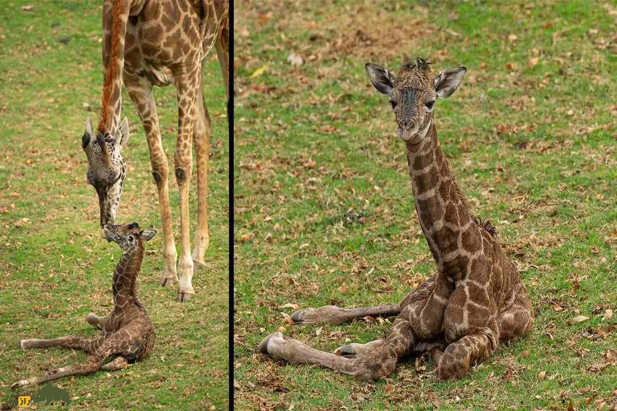 آیا حیوانات مرگ، غم و اندوه را میفهمند؟ زرافه مادری که بالای سر بچهاش ایستاده است