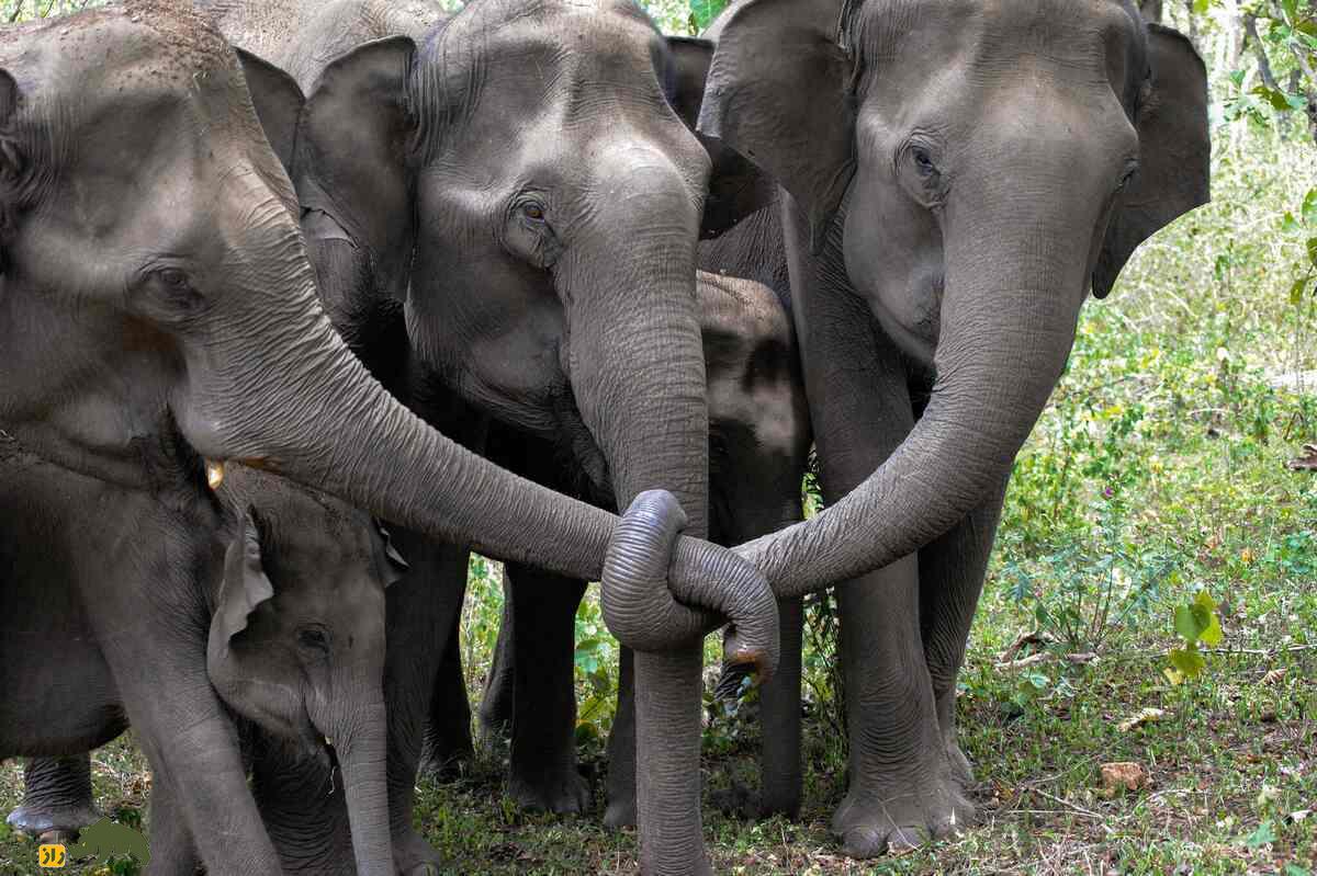 آیا حیوانات مرگ، غم و اندوه را میفهمند؟ چند فیل درحال سوگواری