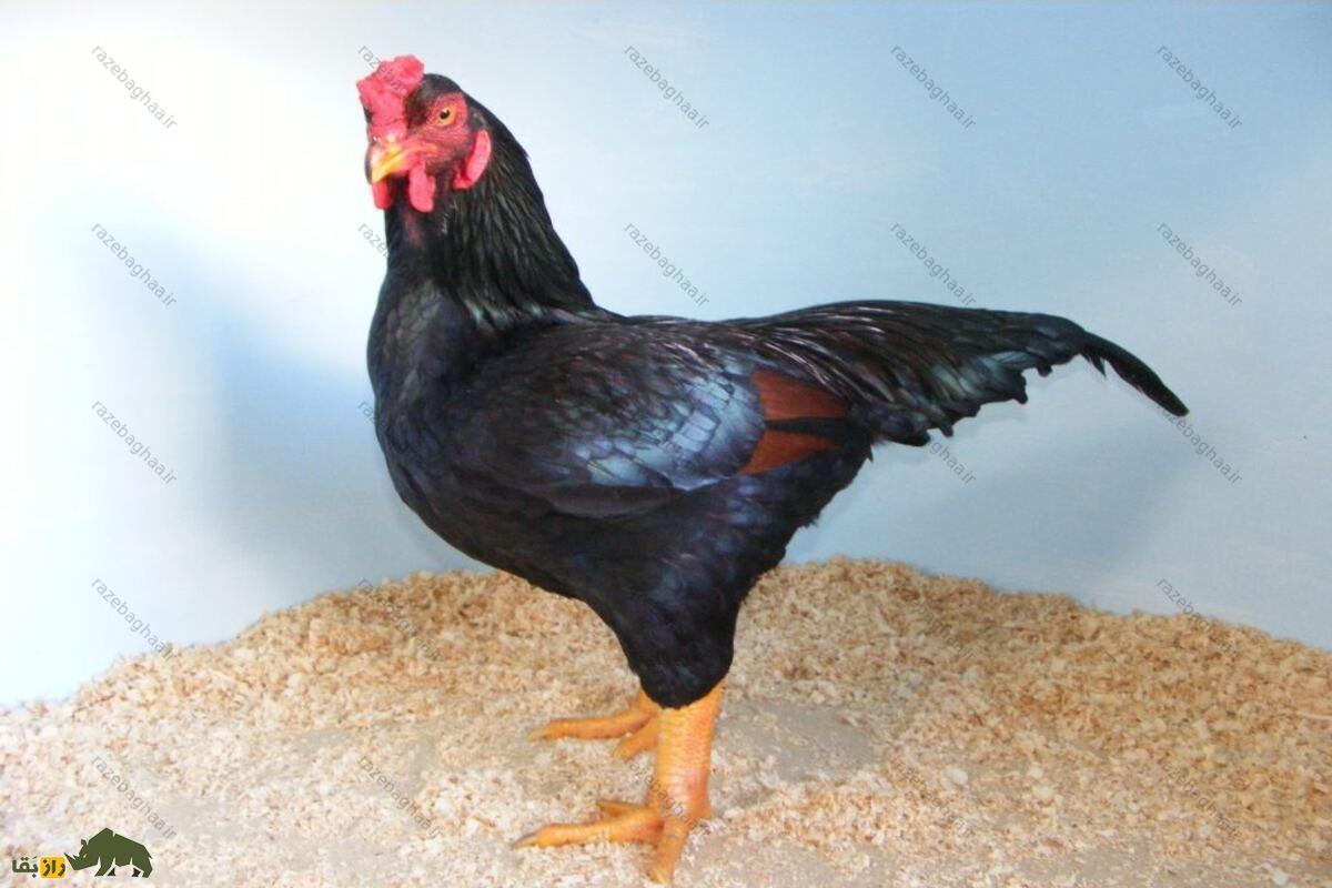 خروس جنگی هندی