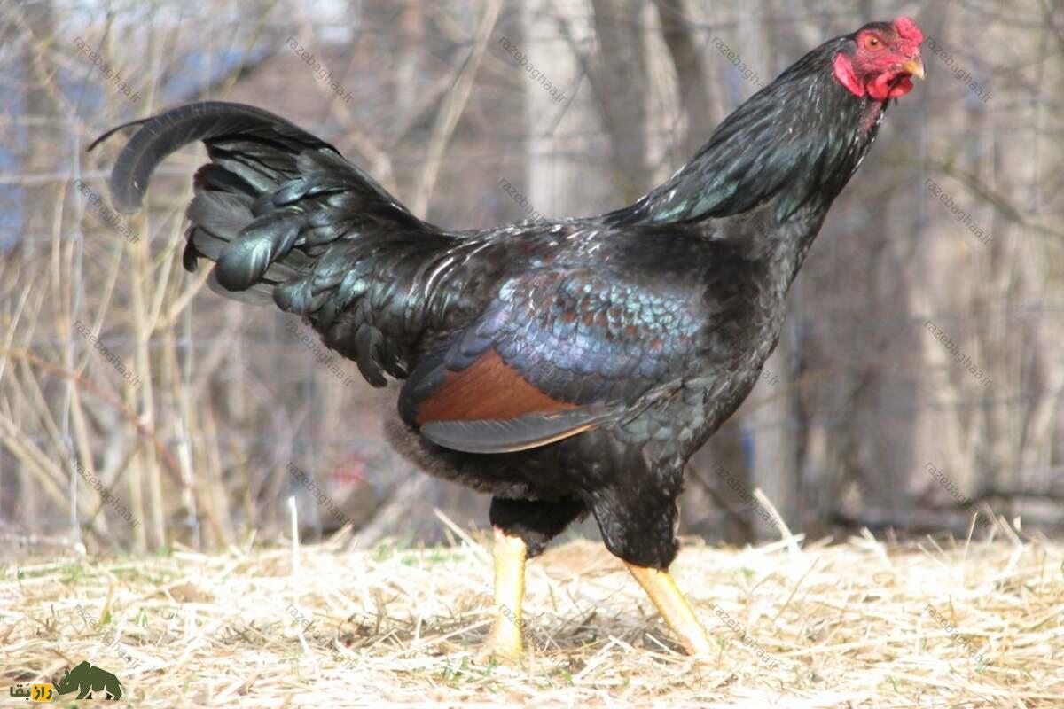 خروس جنگی هندی