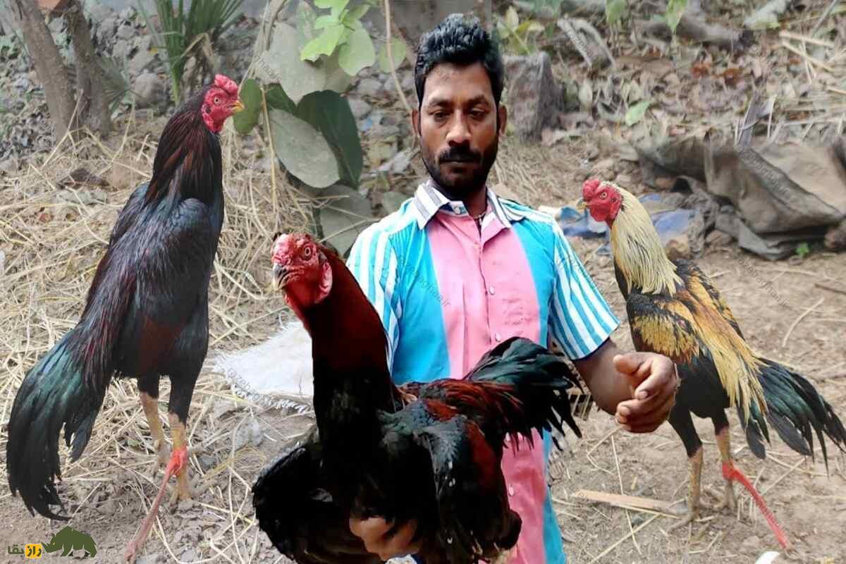 خروس جنگی هندی