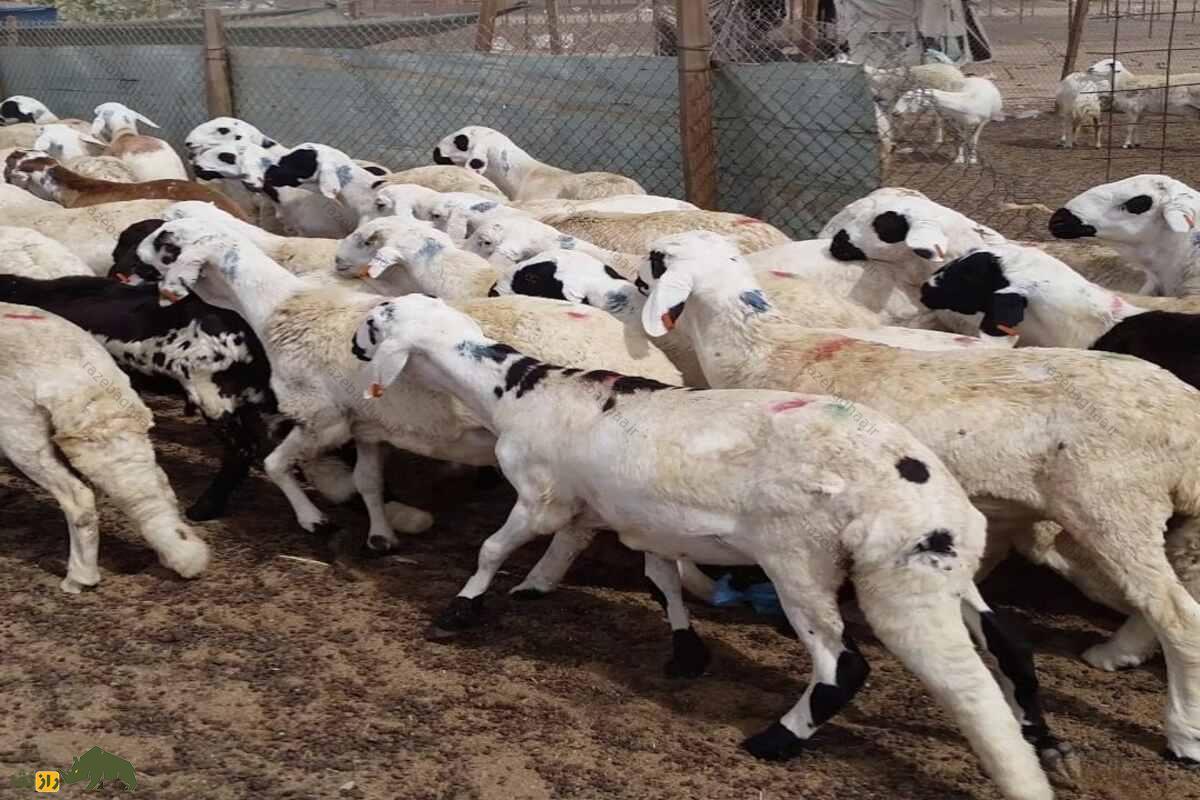 گوسفند سواکنی گوسفند سواکنی