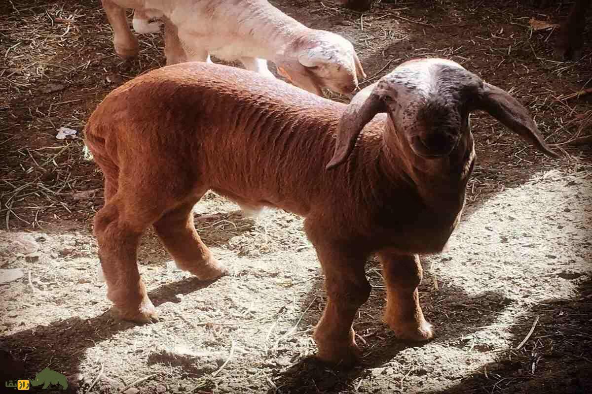 گوسفند سواکنی گوسفند سواکنی