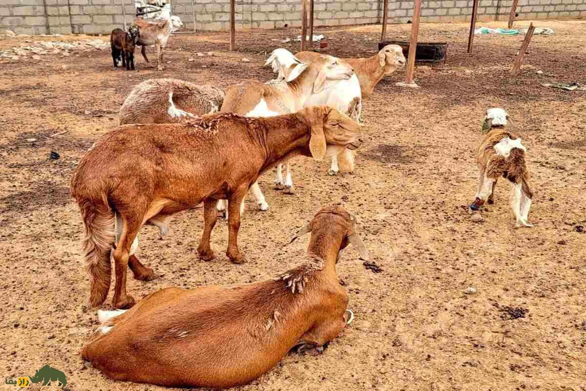 گوسفند سواکنی گوسفند سواکنی