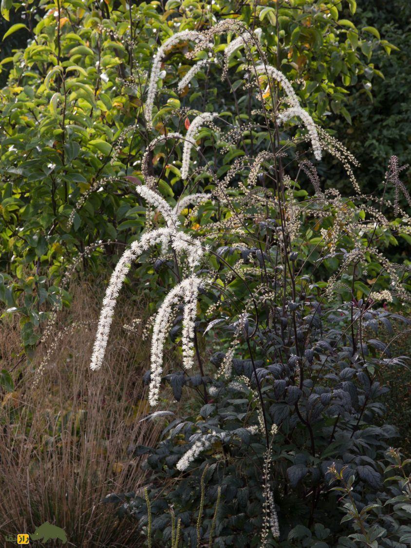 درخت «شِبا»؛ زنده کردن دوباره درخت معروف کتاب مقدس ۱۰۰۰ سال پس از انقراض! درخت «شِبا»؛ زنده کردن دوباره درخت معروف کتاب مقدس ۱۰۰۰ سال پس از انقراض!