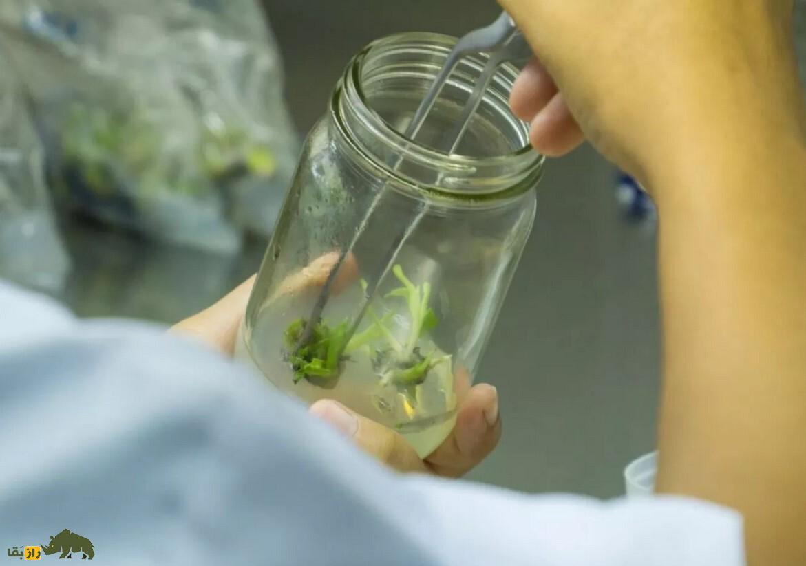 درخت «شِبا»؛ زنده کردن دوباره درخت معروف کتاب مقدس ۱۰۰۰ سال پس از انقراض! درخت «شِبا»؛ زنده کردن دوباره درخت معروف کتاب مقدس ۱۰۰۰ سال پس از انقراض!