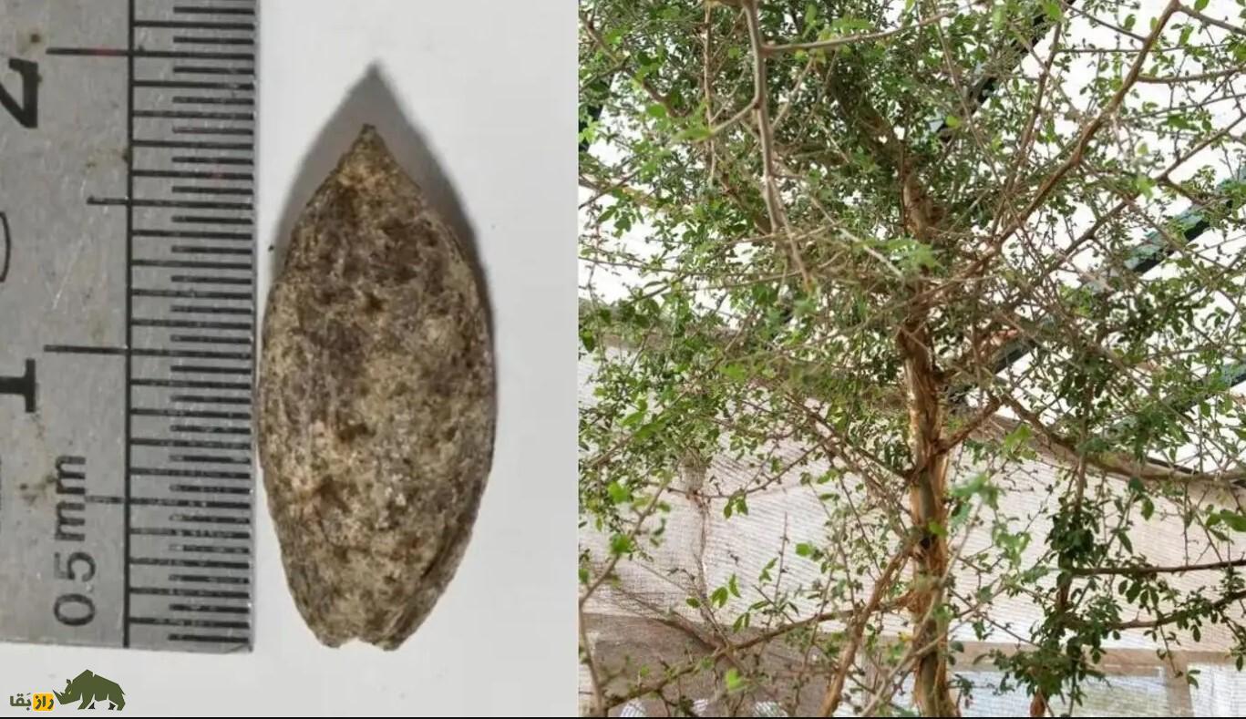 درخت «شِبا»؛ زنده کردن دوباره درخت معروف کتاب مقدس ۱۰۰۰ سال پس از انقراض! درخت «شِبا»؛ زنده کردن دوباره درخت معروف کتاب مقدس ۱۰۰۰ سال پس از انقراض!