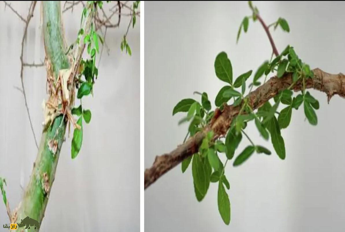 درخت «شِبا»؛ زنده کردن دوباره درخت معروف کتاب مقدس ۱۰۰۰ سال پس از انقراض! درخت «شِبا»؛ زنده کردن دوباره درخت معروف کتاب مقدس ۱۰۰۰ سال پس از انقراض!