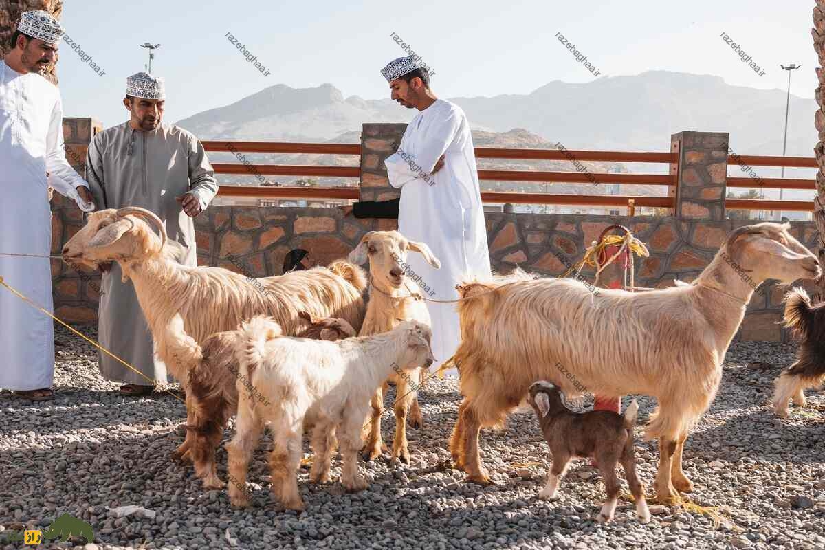 بز عمانی؛ گران‌ترین بز دنیا که بدن نیرومندی برای زندگی در بیابان دارد و نماد ثروت است!