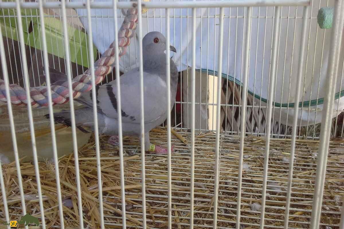 مسابقات مرگ کبوترها مسابقات مرگ کبوترها