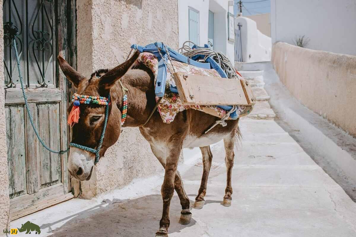 خر قبرسی؛ قدیمی‌ترین و معروف‌ترین خر دنیا که انسان‌های زیادی را از مرگ نجات داد