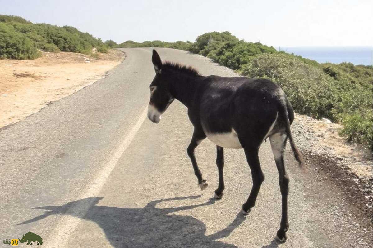 خر قبرسی خر قبرسی