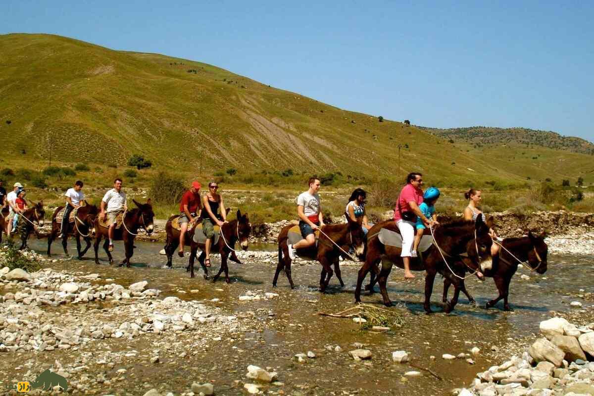 خر قبرسی خر قبرسی