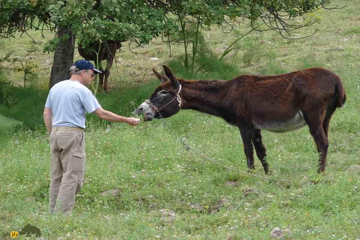 خر قبرسی خر قبرسی