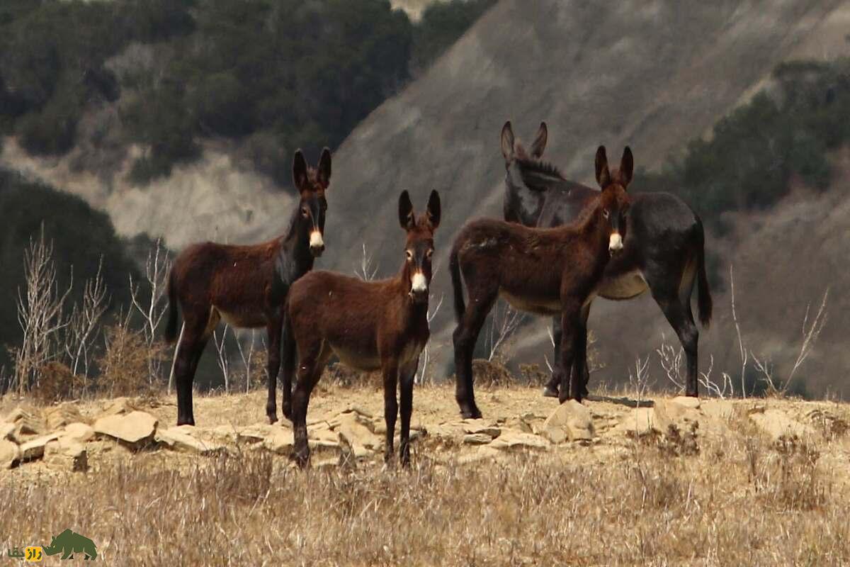خر قبرسی خر قبرسی