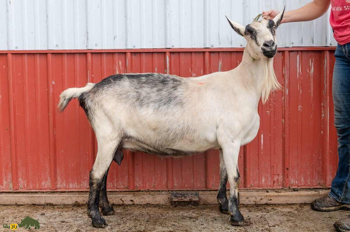 به بُز ماده چه میگویند و چرا در مناطق محروم بیشتر طرفدار دارد؟ به بُز ماده چه میگویند و چرا در مناطق محروم بیشتر طرفدار دارد؟