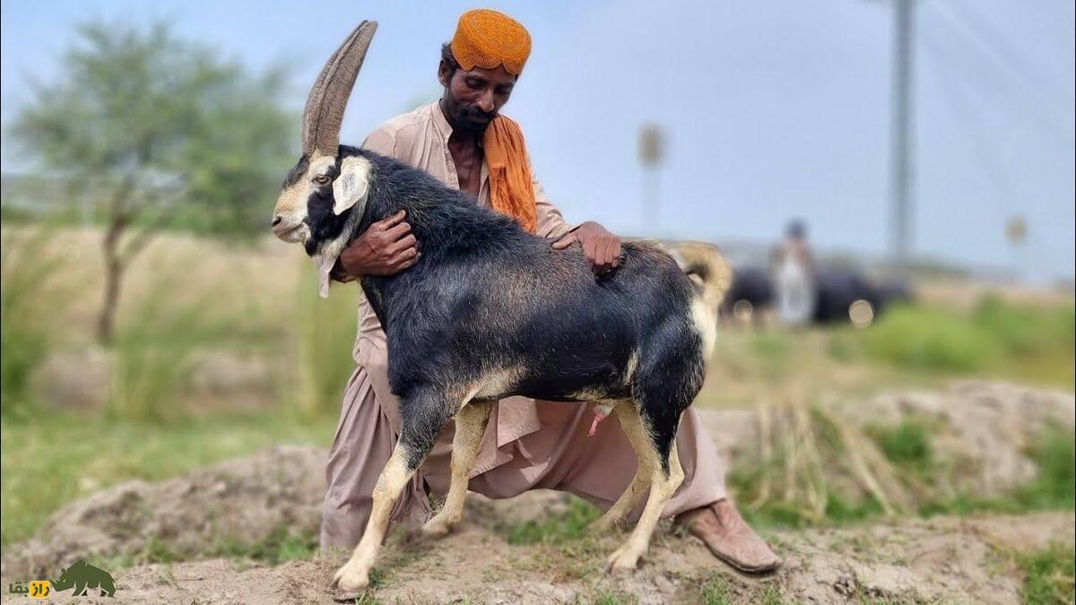 بز تپری؛ بز سخت‌جان پاکستانی که با ارزش‌ترین دارایی مردم بلوچستان است