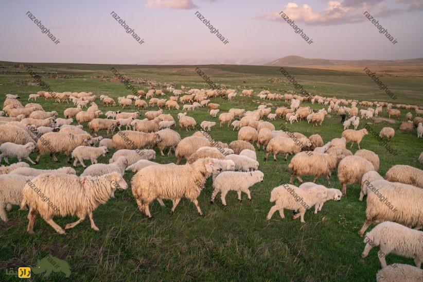گوسفند بالباس؛ گوسفند نخجوانی که دم ۲۰ کیلویی دارد و در ایران نیز زندگی میکند گوسفند بالباس؛ گوسفند نخجوانی که دم ۲۰ کیلویی دارد و در ایران نیز زندگی میکند