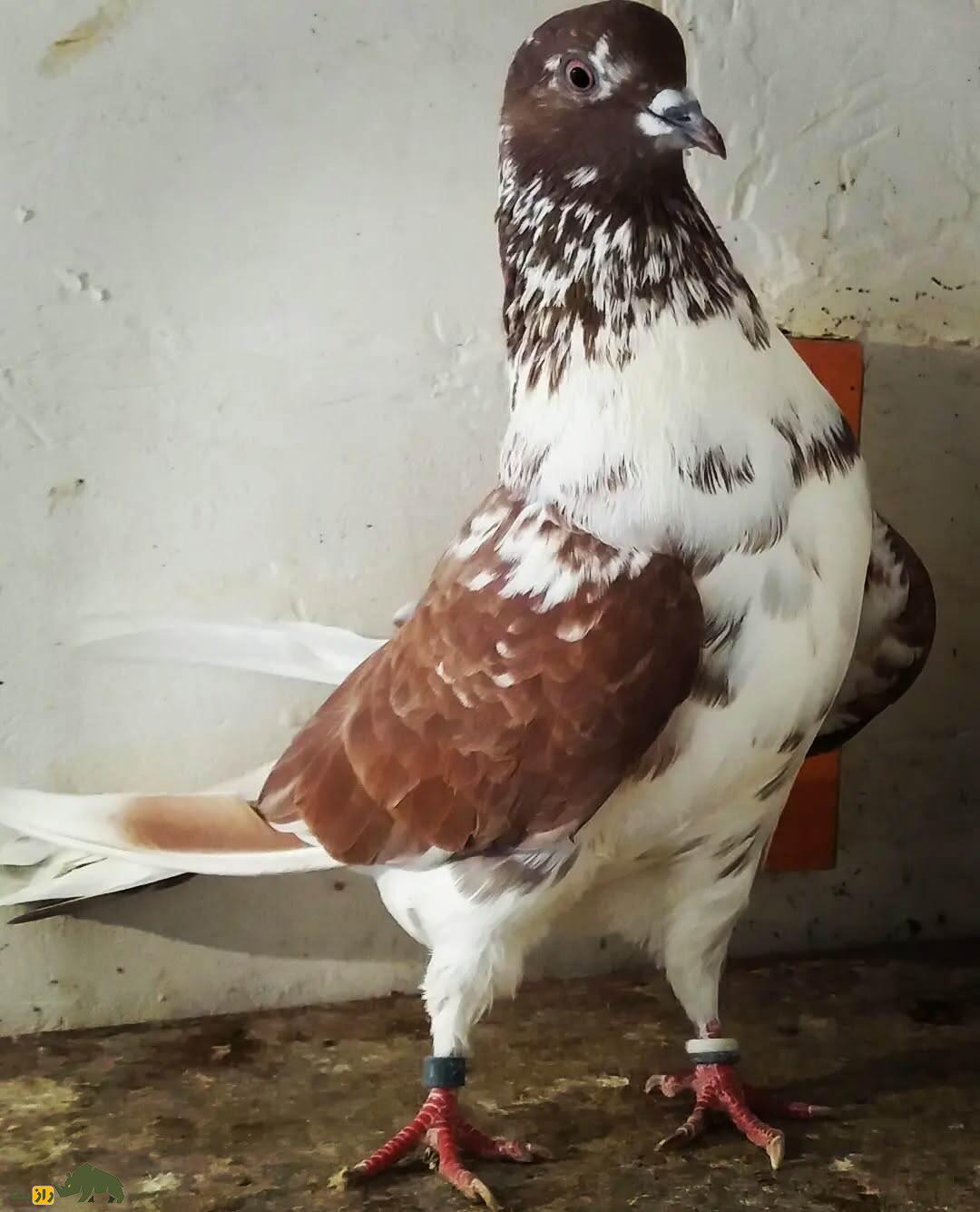 بوم کبوتر طالب آباد ورامین؛ رکورددار نگهداری کبوتر در ایران و جهان با  ۲۰ هزار کبوتر پروازی! کبوتر سفید و قهوه ای از نمای نزدیک