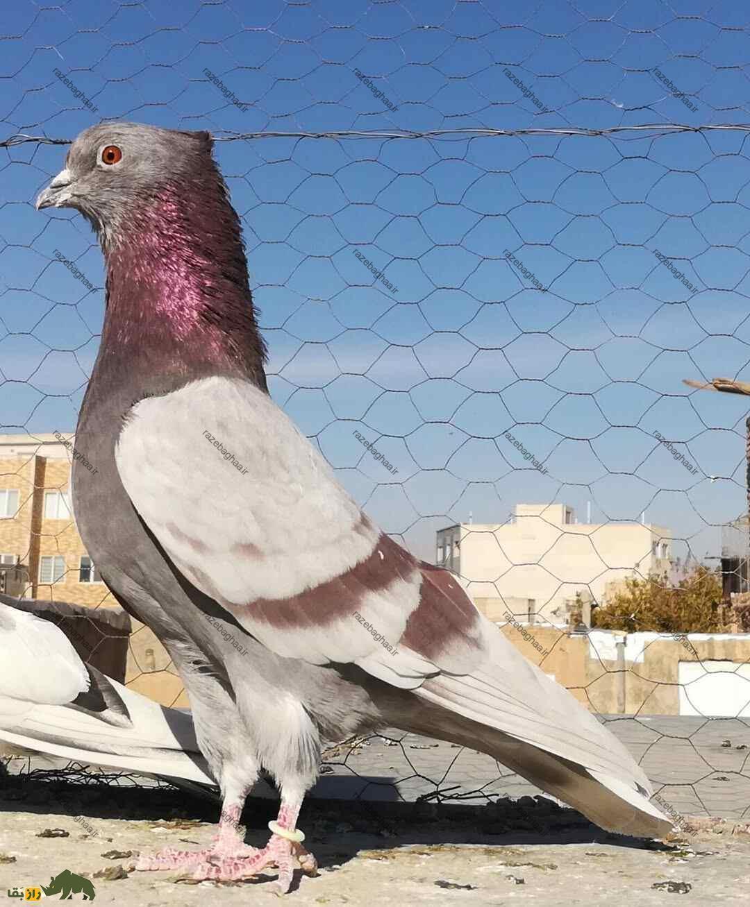 بوم کبوتر طالب آباد ورامین؛ رکورددار نگهداری کبوتر در ایران و جهان با  ۲۰ هزار کبوتر پروازی! کبوتر پیس مسجدی بر روی پشت بام و در یک حصار فلزی نگهداری می شود