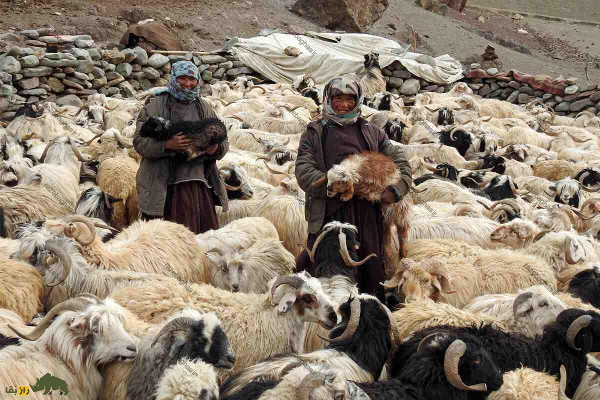 گوسفند لاداخی؛ کمیاب‌ترین گوسفند دنیا که تنها در یک قبیله در کوهستان هیمالیا پرورش داده می‌شود