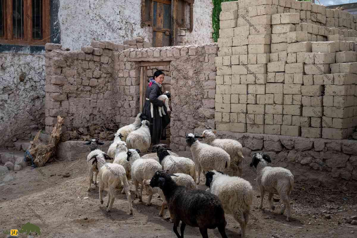 گوسفند لاداخی گوسفند لاداخی