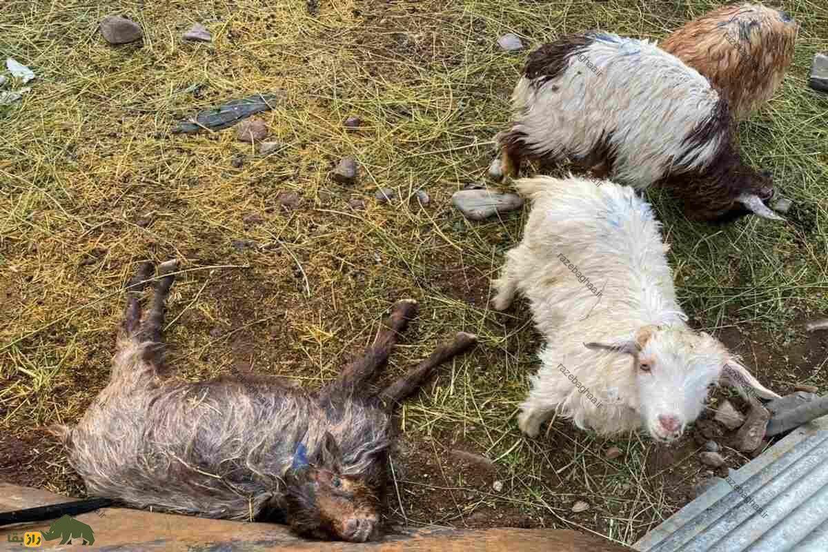 گوسفند لاداخی گوسفند لاداخی