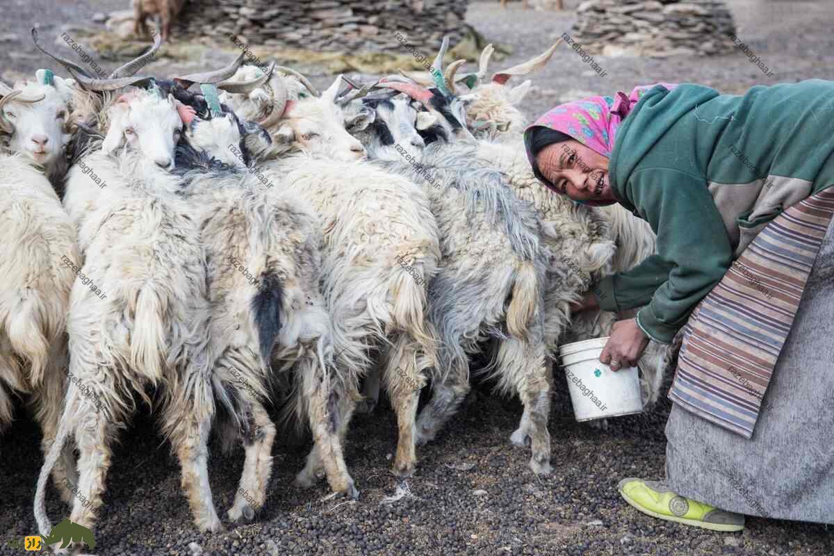 گوسفند لاداخی گوسفند لاداخی