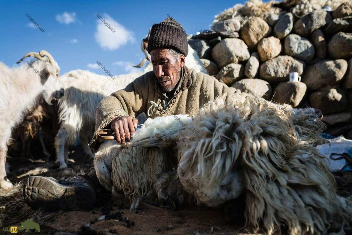 گوسفند لاداخی گوسفند لاداخی