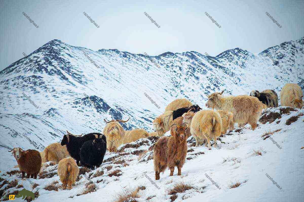 گوسفند لاداخی گوسفند لاداخی