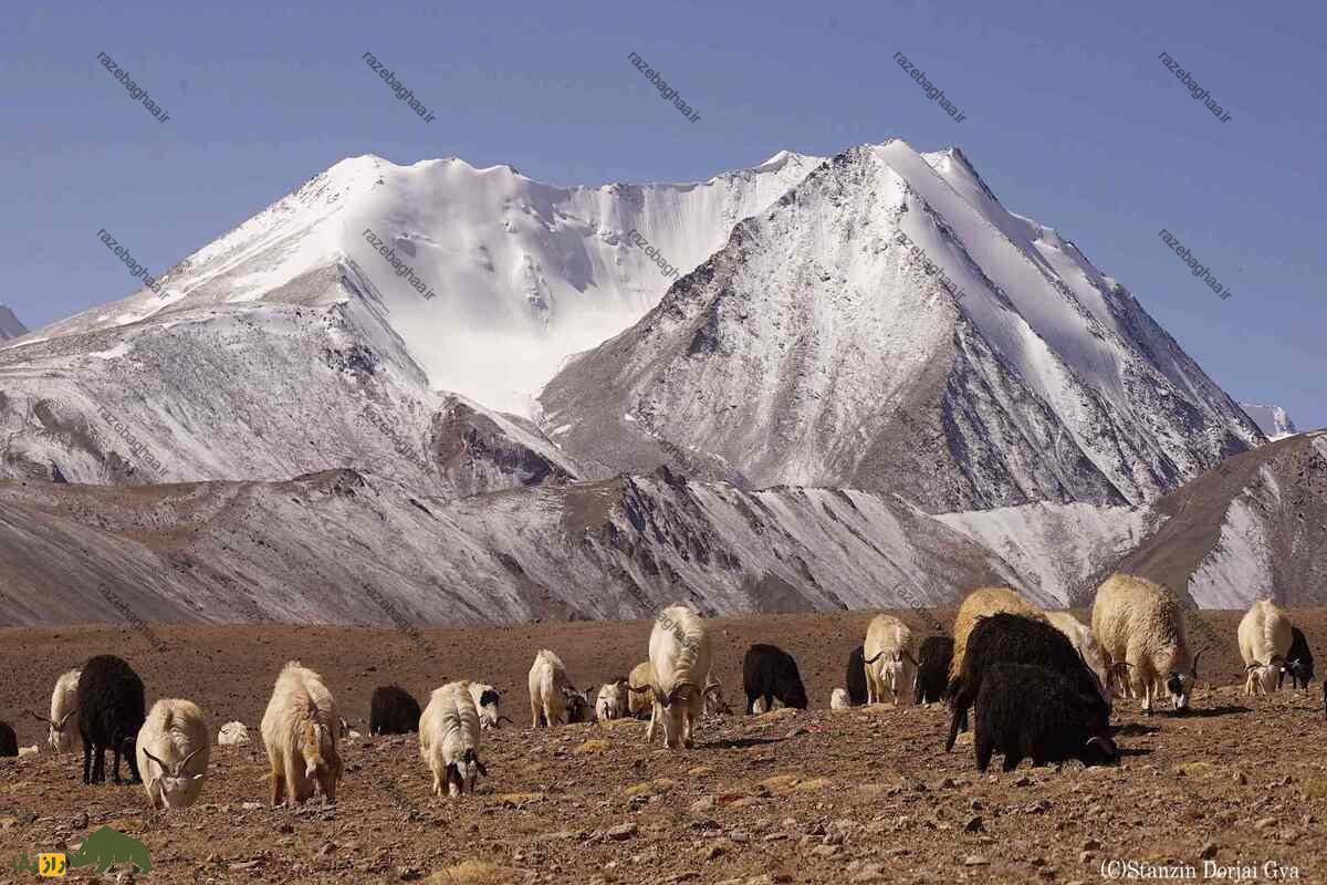 گوسفند لاداخی گوسفند لاداخی