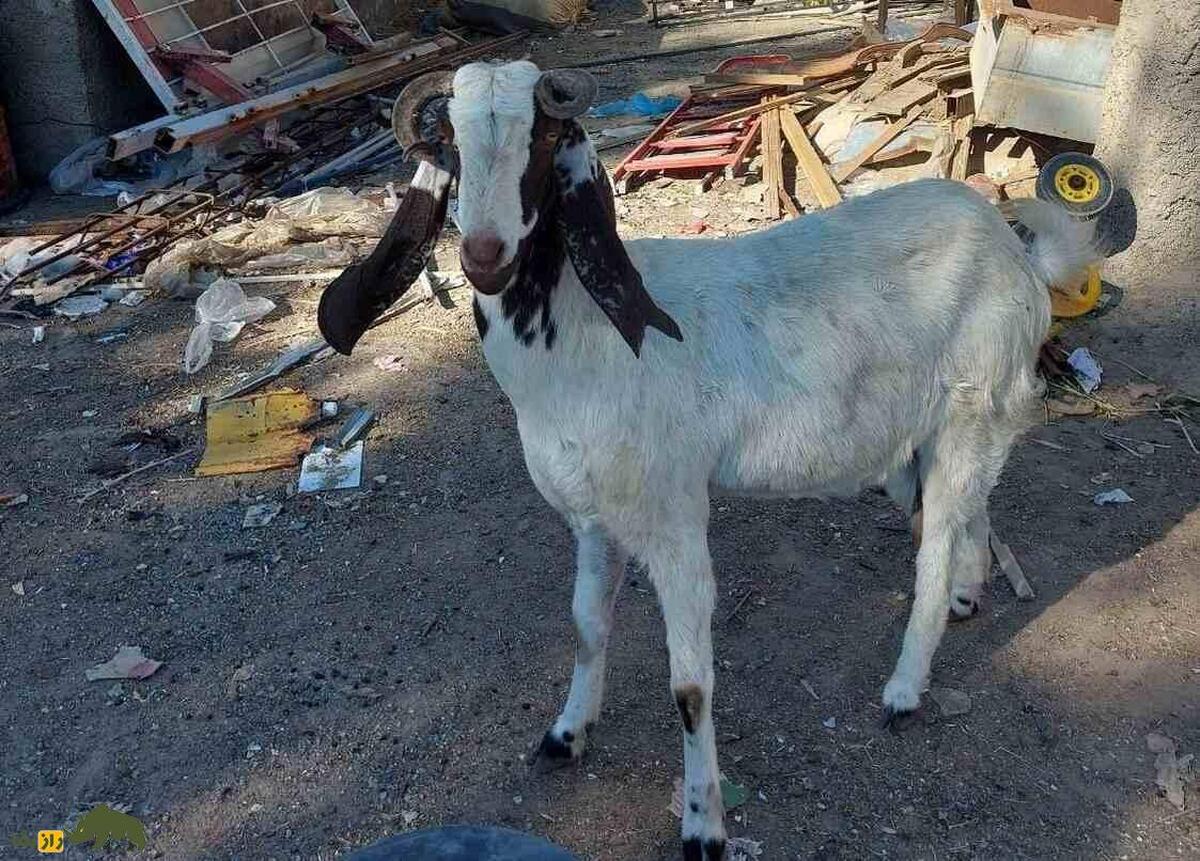 بز پتیری؛ نماد مقاومت و زندگی در دل بیابان‌های سیستان و بلوچستان که متخصص سه قلوزایی‌ست!