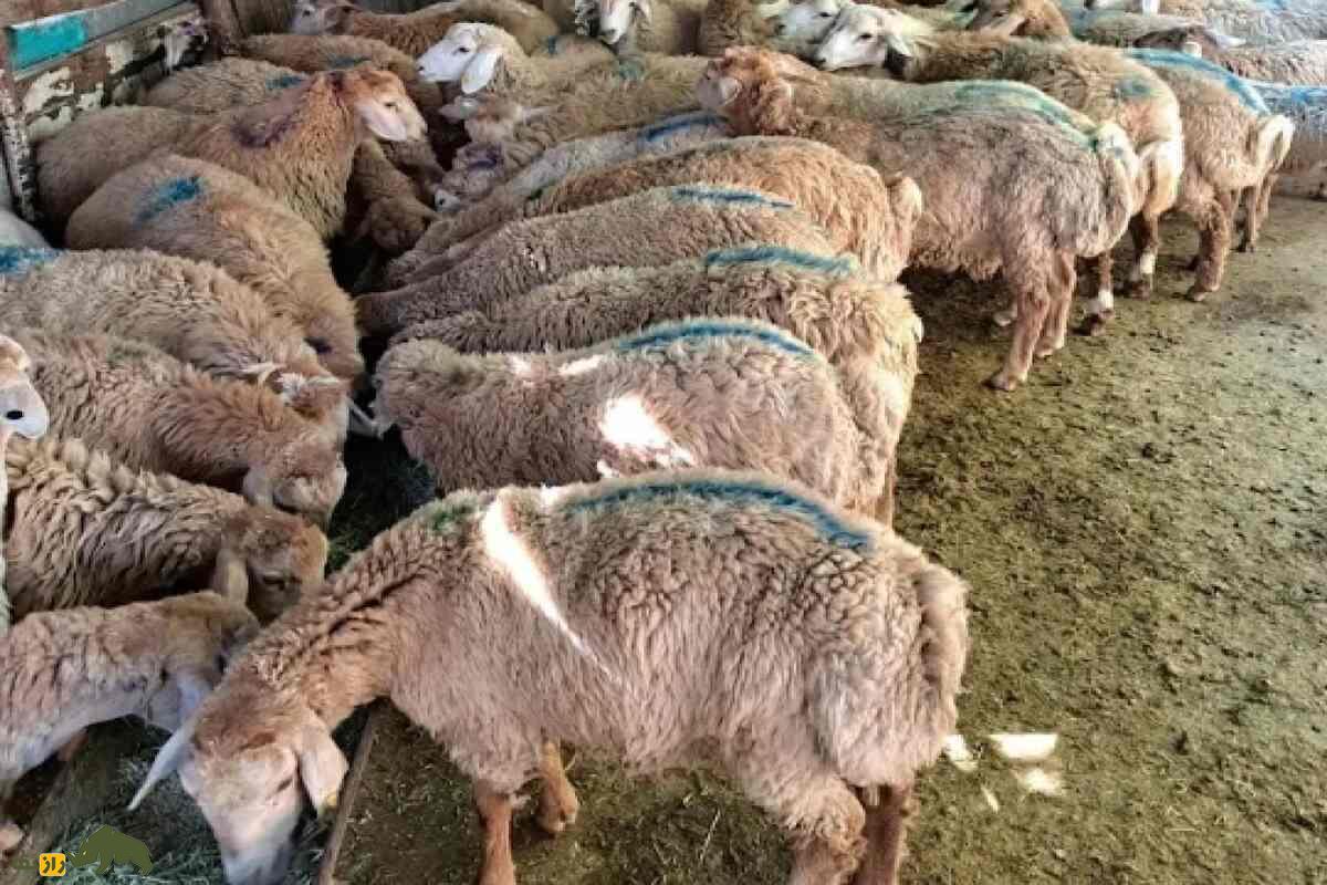 شک وهار؛ نماد قدرت، اصالت و ارزش اقتصادی بالا در دامپروری کُردی شک وهار؛ نماد قدرت، اصالت و ارزش اقتصادی بالا در دامپروری کُردی