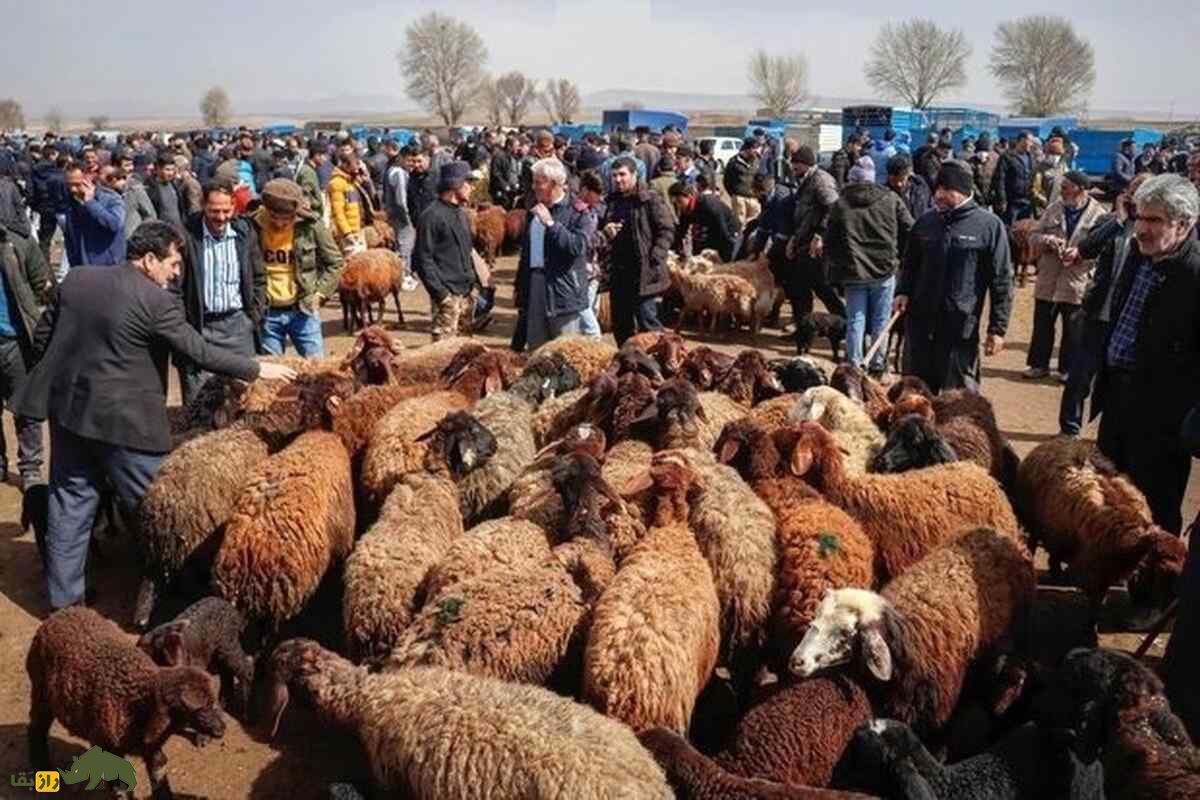 شک وهار؛ نماد قدرت، اصالت و ارزش اقتصادی بالا در دامپروری کُردی شک وهار؛ نماد قدرت، اصالت و ارزش اقتصادی بالا در دامپروری کُردی