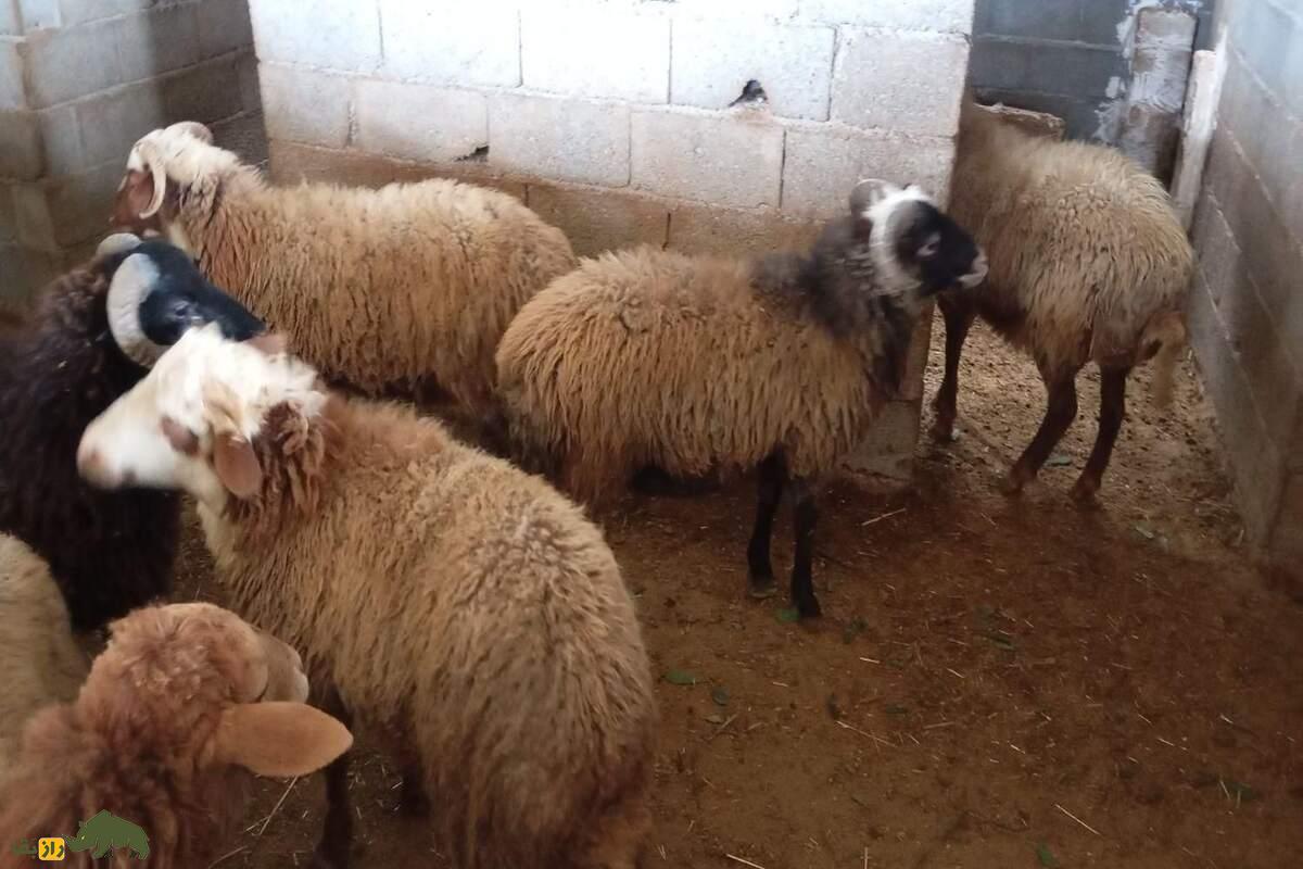 شک وهار؛ نماد قدرت، اصالت و ارزش اقتصادی بالا در دامپروری کُردی شک وهار؛ نماد قدرت، اصالت و ارزش اقتصادی بالا در دامپروری کُردی