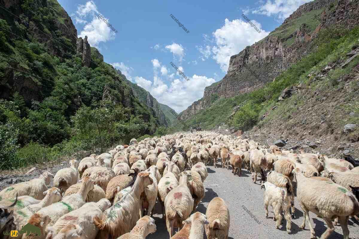 گوسفند لزگی؛ گوسفند داغستانی که استاد حرکت روی صخرهها و سطوح شیبدار است گوسفند لزگی؛ گوسفند داغستانی که استاد حرکت روی صخرهها و سطوح شیبدار است