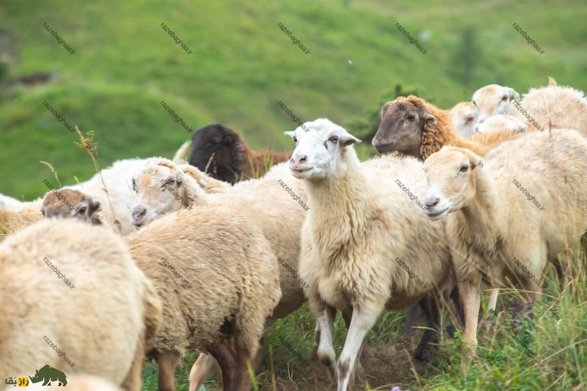 گوسفند لزگی؛ گوسفند داغستانی که استاد حرکت روی صخرهها و سطوح شیبدار است گوسفند لزگی؛ گوسفند داغستانی که استاد حرکت روی صخرهها و سطوح شیبدار است